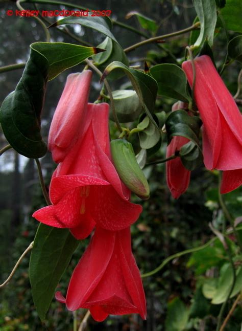 Plantfiles Pictures Lapageria Chilean Bellflower Copihue Montenegro