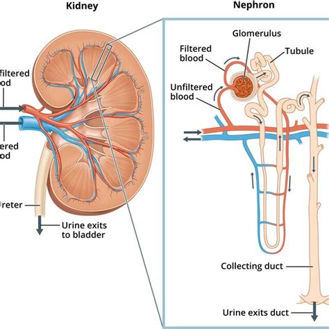 Image Of A Close Up Nephron And Its Place In The Kidney Labels On The