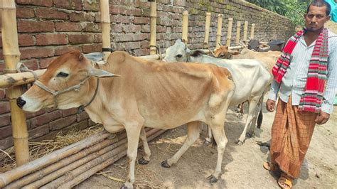 আজ ২৬ জুন ২৪ শুকনো হাড্ডিসার গরুর প্যাকেজ দিনাজপুর Youtube