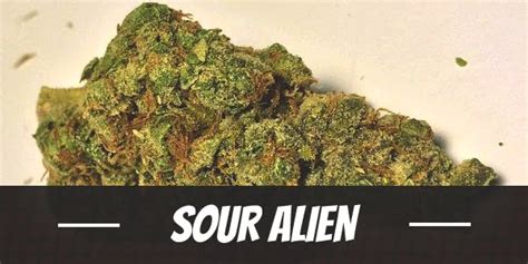 Sour Alien Weed Strain Review And Information