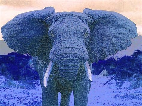 Blue Elephant Digital Art by Kathy Budd - Fine Art America