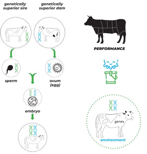 Choosing The Best Reproductive Strategy For A Cattle Herd The Beef Site