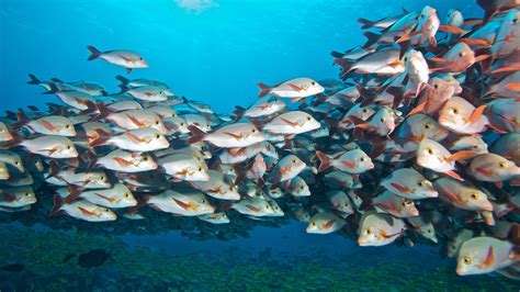 How To Try Scuba Diving at Komandoo Maldives