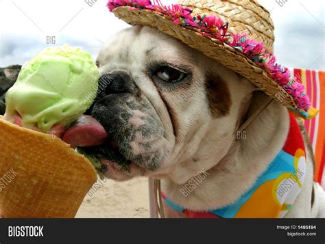 Bulldog Licking Ice Image & Photo (Free Trial) | Bigstock