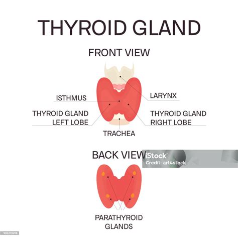 Tampilan Depan Dan Belakang Kelenjar Tiroid Ilustrasi Stok Unduh