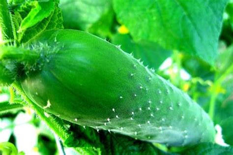 What Are the Best Companion Plants for Cucumbers? - Dengarden