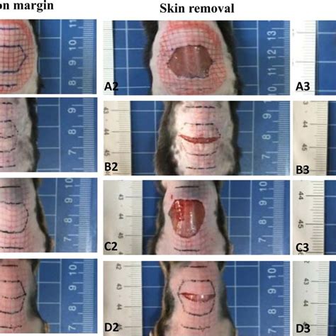 (PDF) Involvement of eIF6 in external mechanical stretch–mediated ...