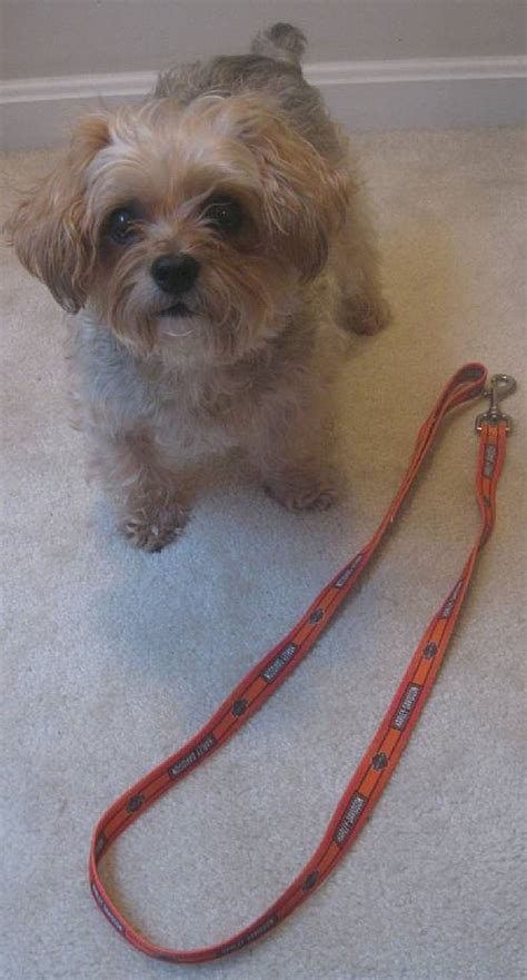 Harley Davidson Orange Nylon Dog Lead 4′ x 3/4 Inches Pet Leash ...