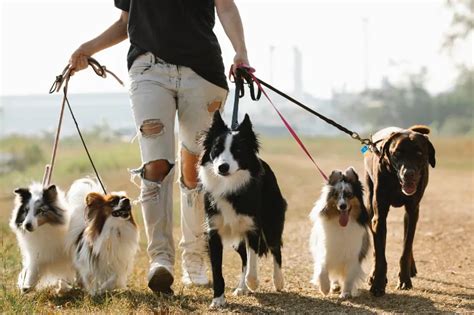 C Mo Iniciar Un Negocio De Paseo De Perros Una Gu A Para Cumplir Con