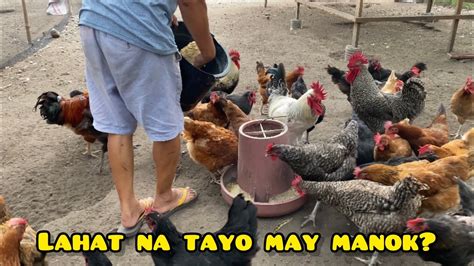 ANONG MANGYAYARI KUNG LAHAT TAYO MAY MANOK NA YouTube