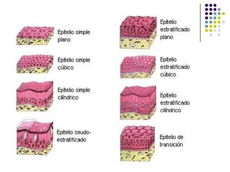 Tejidos Del Cuerpo Mind Map