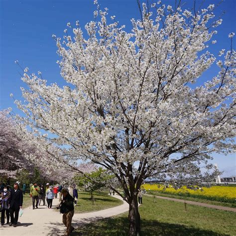 can you grow a cherry tree from a seed 11