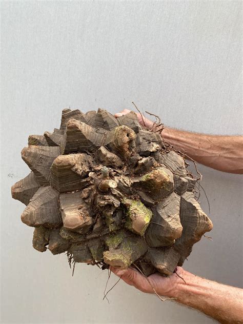 Dioscorea Mexicana Bare Root 45 Cm Nr 1 Special Plants Nelumbogarden