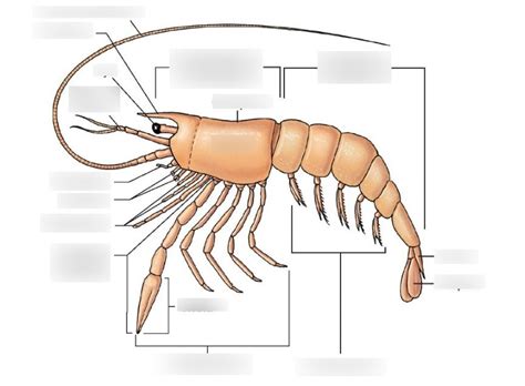 Crustacean Body Plan Diagram Quizlet