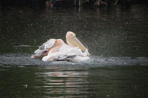 Pelicans Birds Wading - Free photo on Pixabay - Pixabay