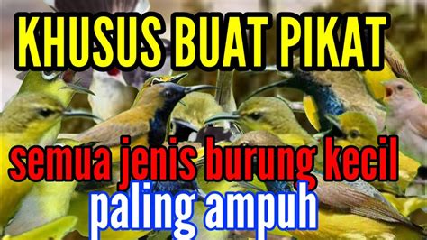 SUARA BURUNG MENJERIT SUARA BURCIL RIBUT Suara Pikat Semua Jenis