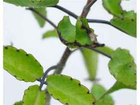 √ダウンロード Katakataka Leaves 296645 Katakataka Leaves Medicinal Uses