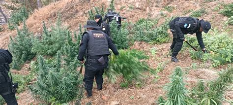 PNC erradica más de 5 mil matas de marihuana en Huehuetenango Agencia