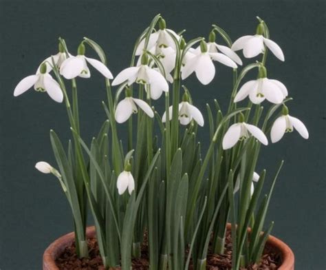 Виды подснежников: фото и описание