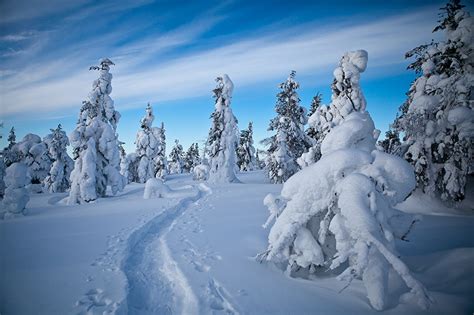 Fonds d ecran Finlande Hiver Laponie région Neige Picea Arbres Nature