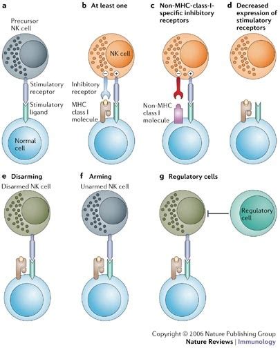 Self Tolerance Of Natural Killer Cells Nature Reviews Immunology