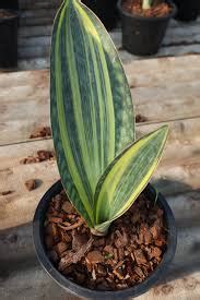 Sansevieria Masoniana Variegata Aroid Nursery