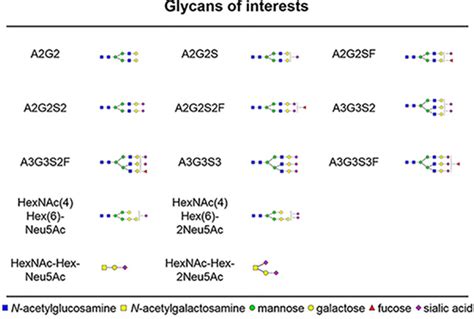 Quantitative Analysis Of Sex Hormone Binding Globulin Glycosylation In