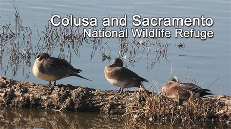 Colusa And Sacramento National Wildlife Refuge YouTube