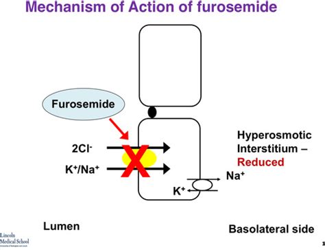 Pharmacology Diuretics Flashcards Quizlet