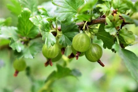 Horticulturists Recommend 12 Gooseberry Varieties With Culinary And ...