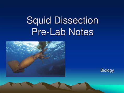 PPT Squid Dissection Pre Lab Notes PowerPoint Presentation Free