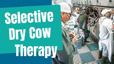 Selective Dry Cow Therapy A Strategic Shift Toward Sustainable Dairy