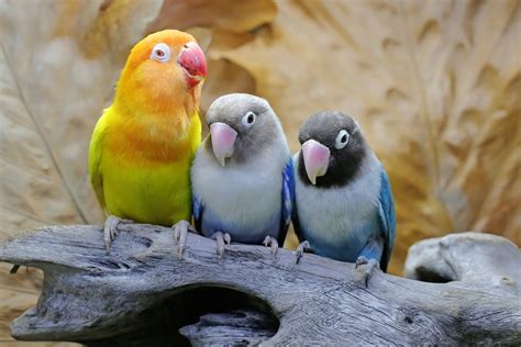 can love birds change color? - Furrscape