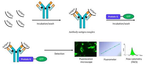 Antibody Binding GFP - Click Biosystems Inc. protein g-gfp fusion protein