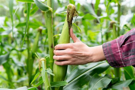 How To Grow Sweetcorn In The Uk Grown Local