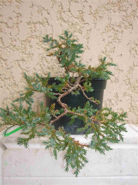 Juniperus blue squamata Les chuhin et autres grands bonsaï