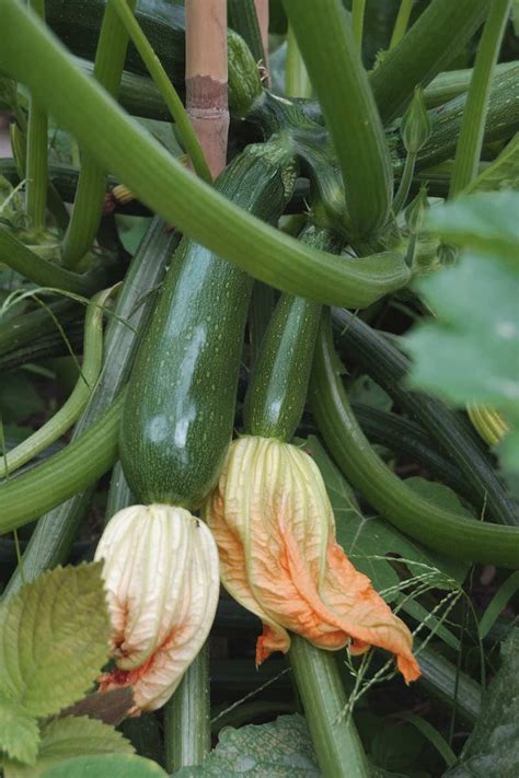 Growing Zucchini In Containers And Pots