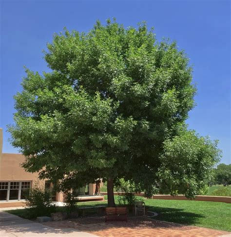 Arizona Ash