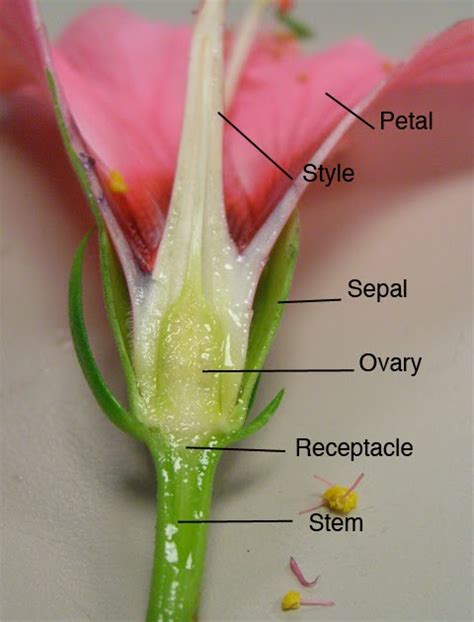 B6cb Resources Page Plants