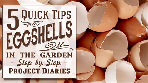 How To Use Eggshells In The Garden Quick Tips Youtube