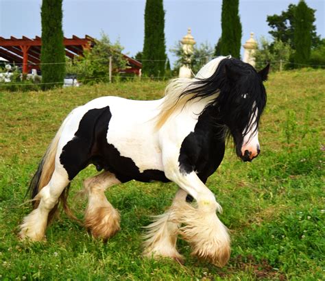 Irish Cob Stallion Danny Boy Ca Bianca Dellabbadessa