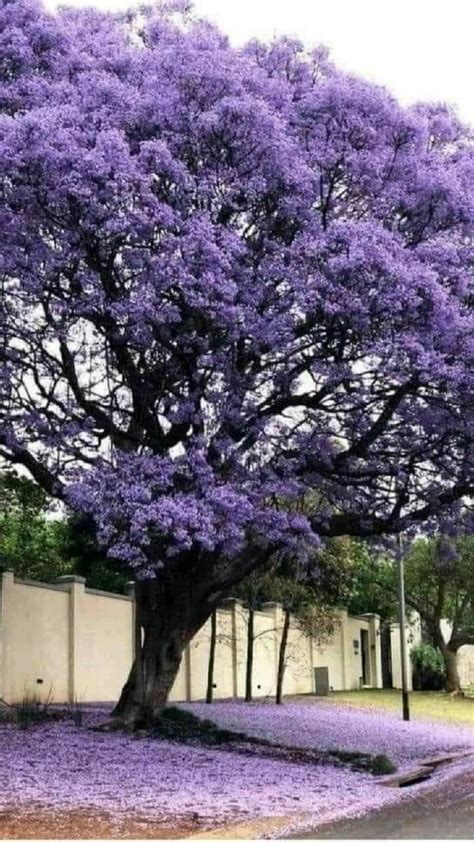 Pin De Neide Garcia Em Pins Criados Por Voc Rvores Flores