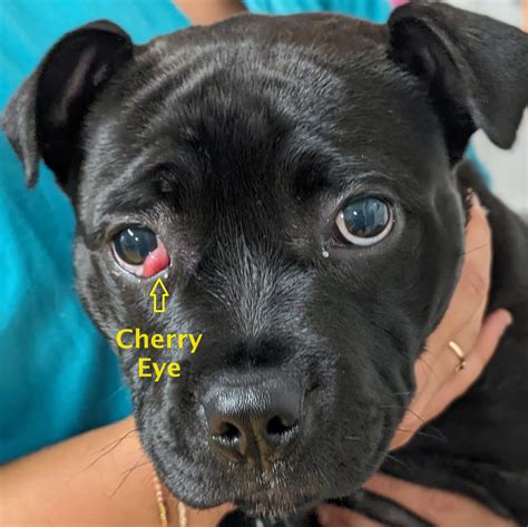 What on earth is a Cherry Eye? - Pittwater Animal Hospital
