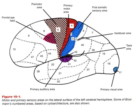 Cerebral Cortex Areas Flashcards Quizlet