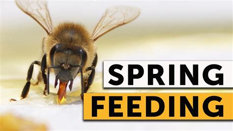 Spring Feeding For Bees A Step By Step Guide Youtube