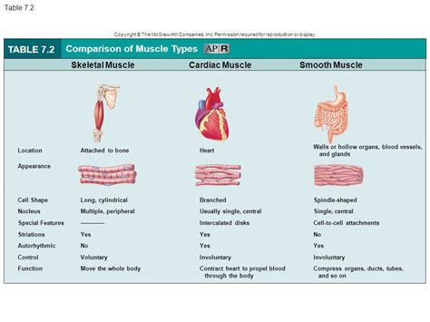 comparison of muscle types (ch8) Diagram | Quizlet