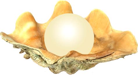 Seashell Png