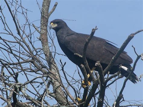 Florida Hawks: 7 Species of Hawks in Florida (Updated 2023)