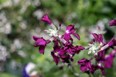 Top 10 Winter Blooming Indoor Plants - DIY Gardens