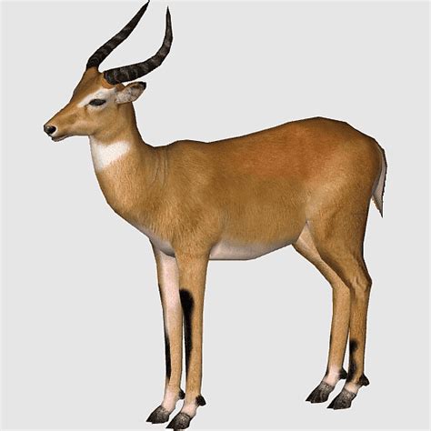 Roan Antelope Lechwe Hartebeest Kob Waterbuck Springbok Musk Deer